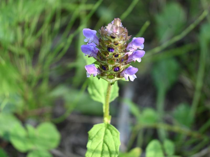 self heal3