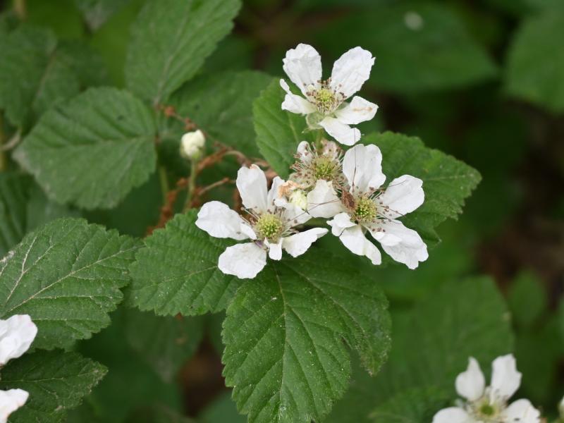 Black Raspberry flower