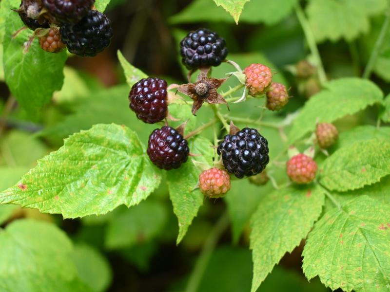 Black Raspberry berry