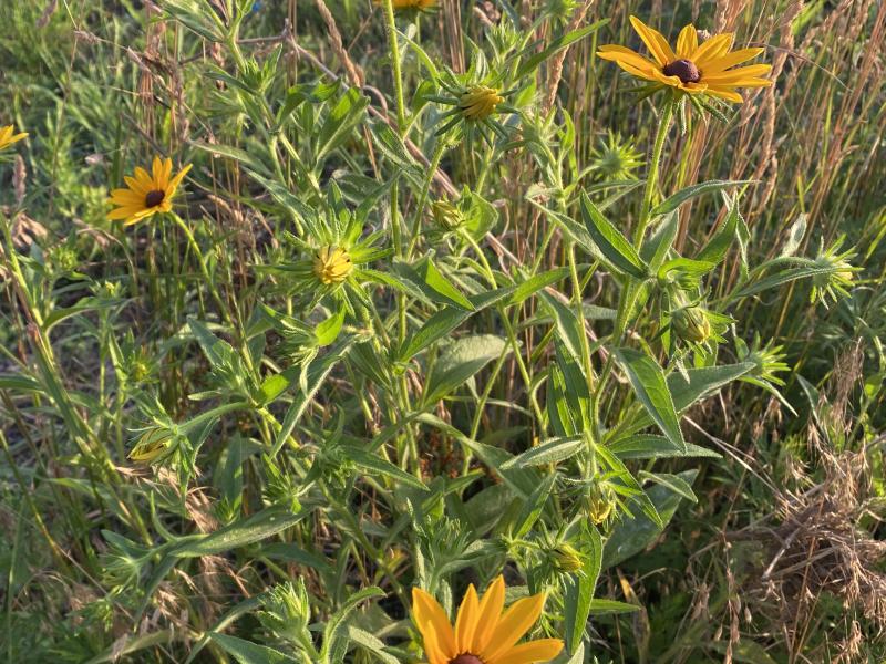Rudbeckia hirta1