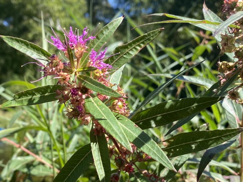 Swamp Loosestrife2