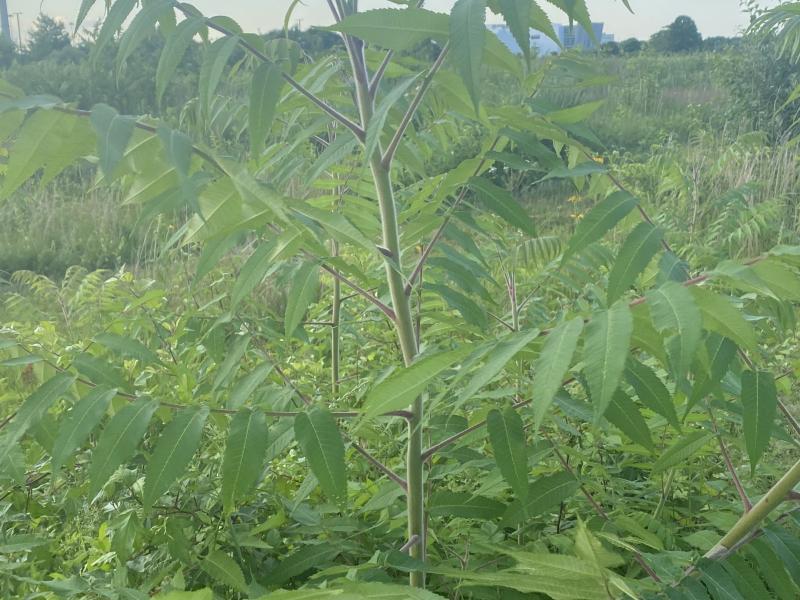 hempstead plains staghorn sumac