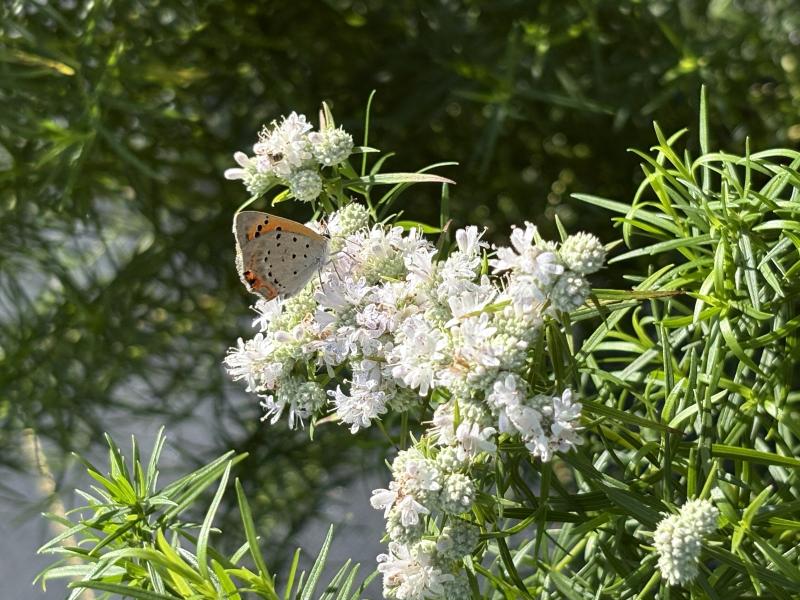 Mtn mint 2