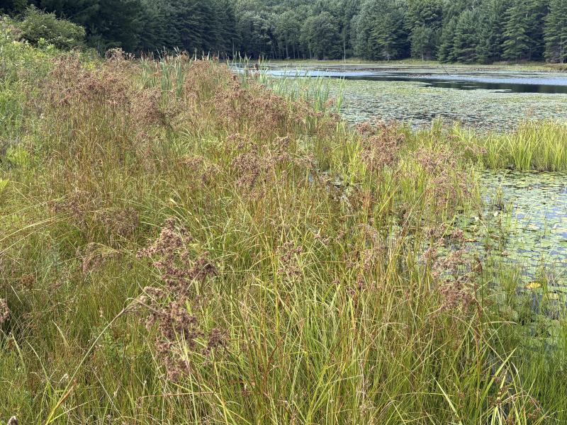 Woolgrass Lake George by maggie