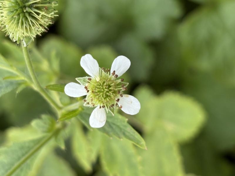 white avens by maggie