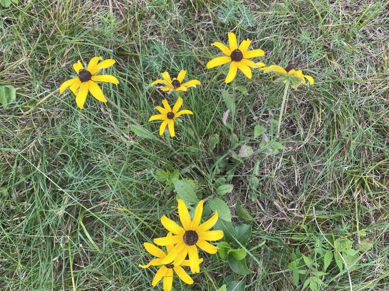Rudbeckia hirta2