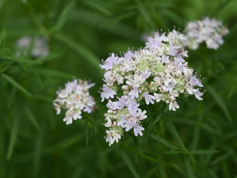 mint flower pyte