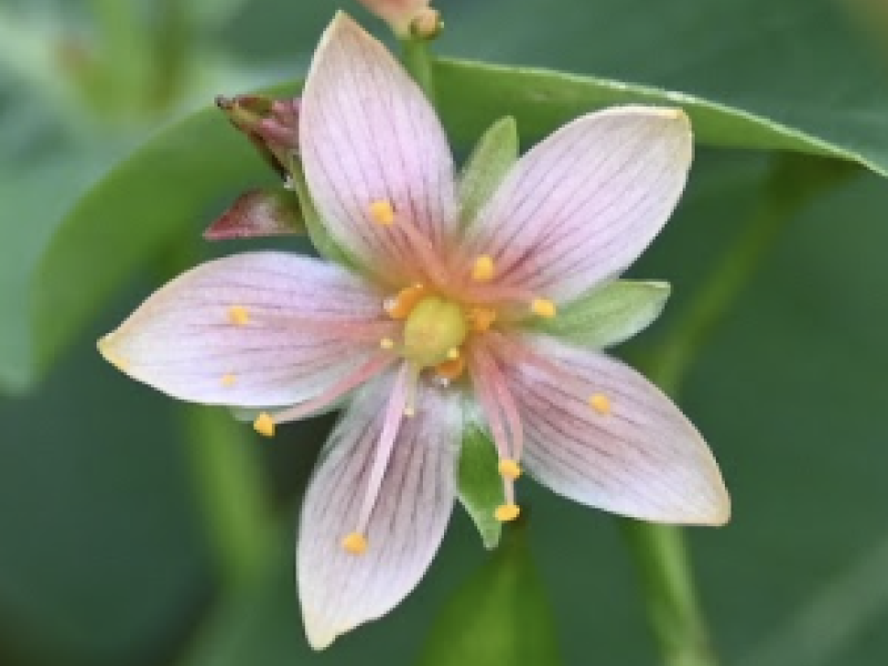 marsh st johns wort