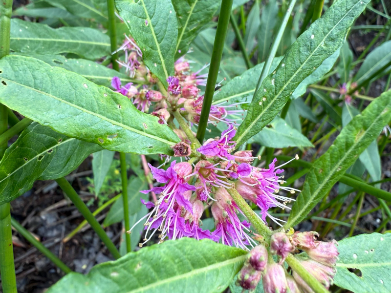 Swamp loosestrife2