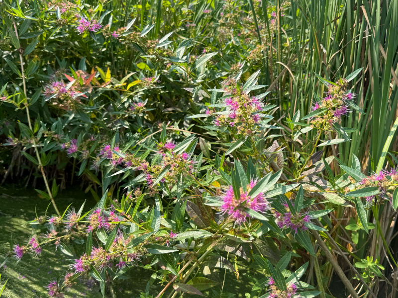 Swamp loosestrife4