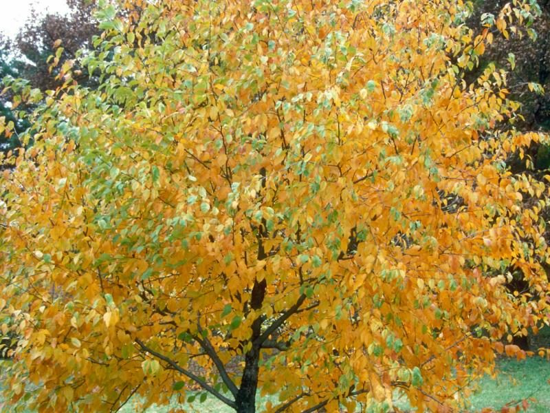 Sweet Birch photo Arbor Day Foundation