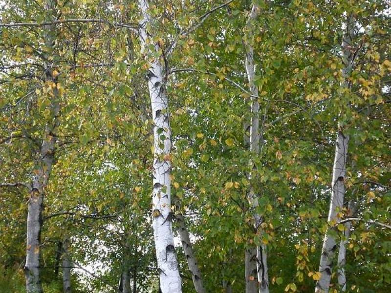 gray birch pleasent runnursery