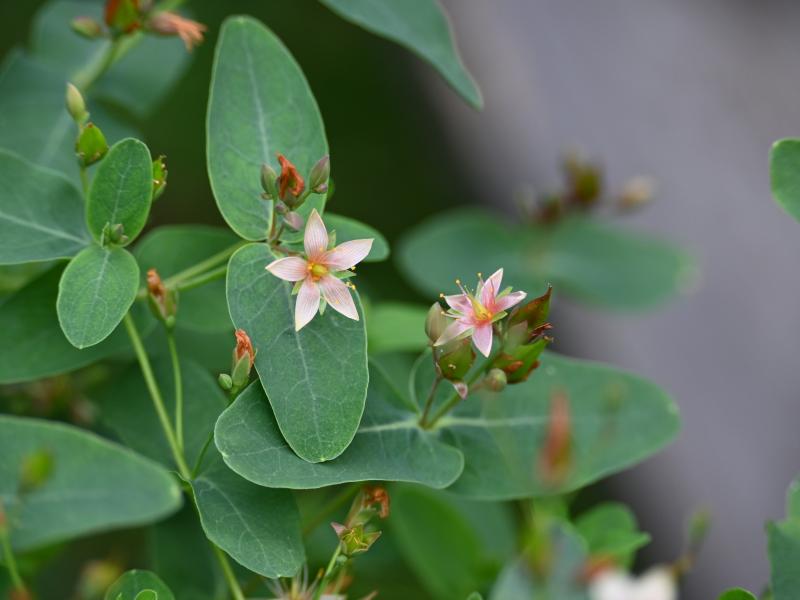 marsh st johns wort