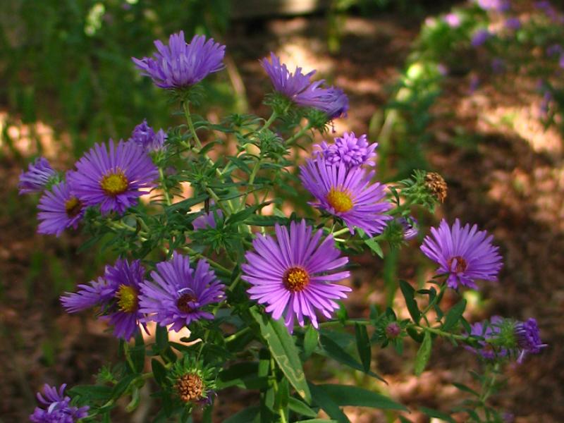 New England Aster 1