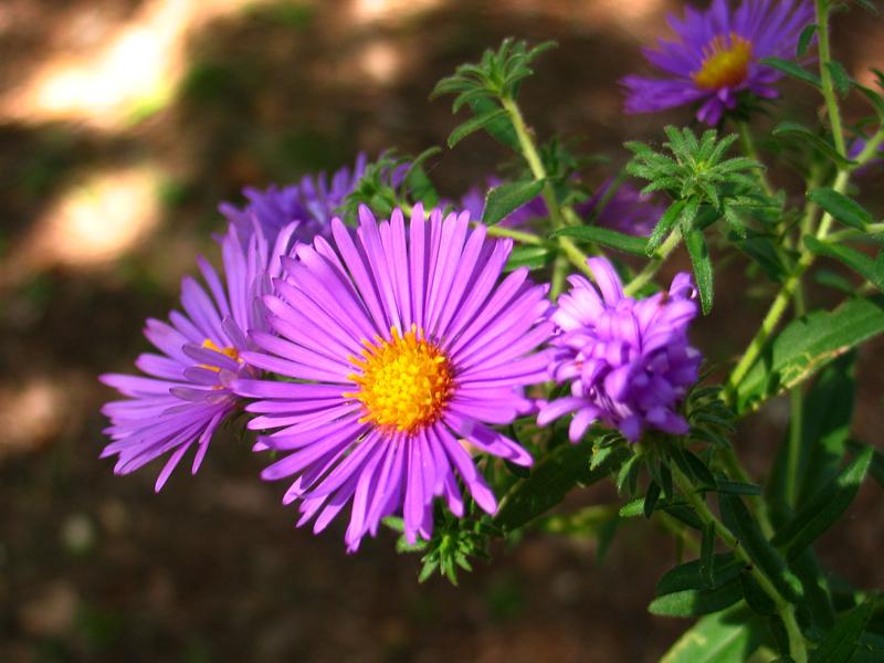 New England Aster 3