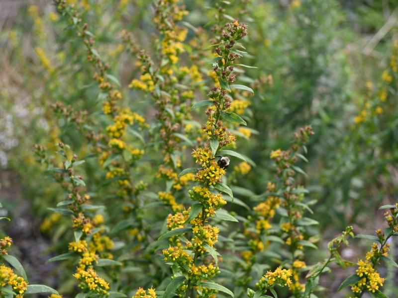 Blue-stemmed Goldenrod by maggie3