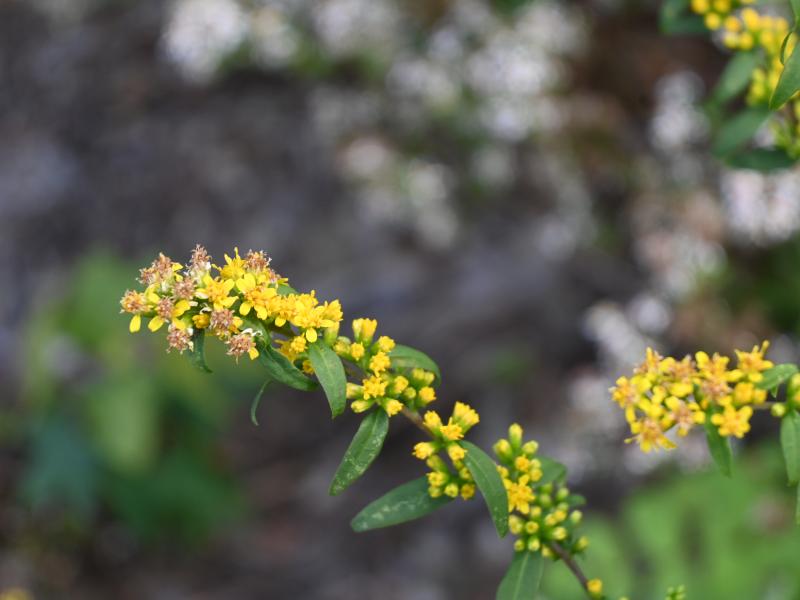 Blue-stemmed Goldenrod by maggie2