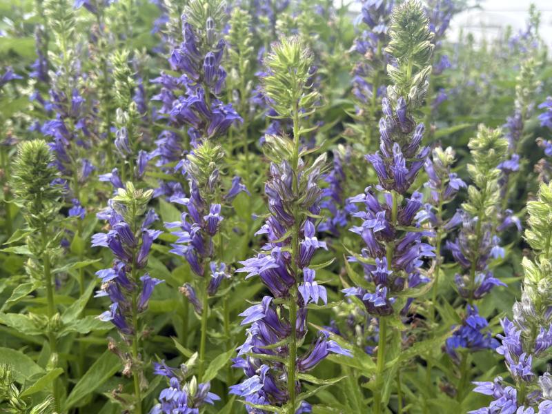 blue lobelia 1 maggie