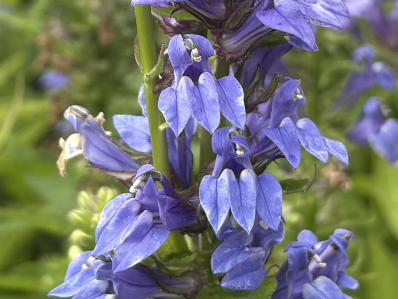 blue lobelia maggie
