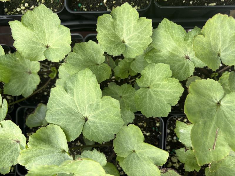 blisterwort maggie