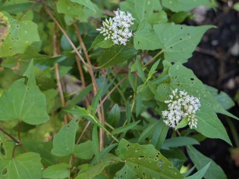 Hemp vine by Heather Coste