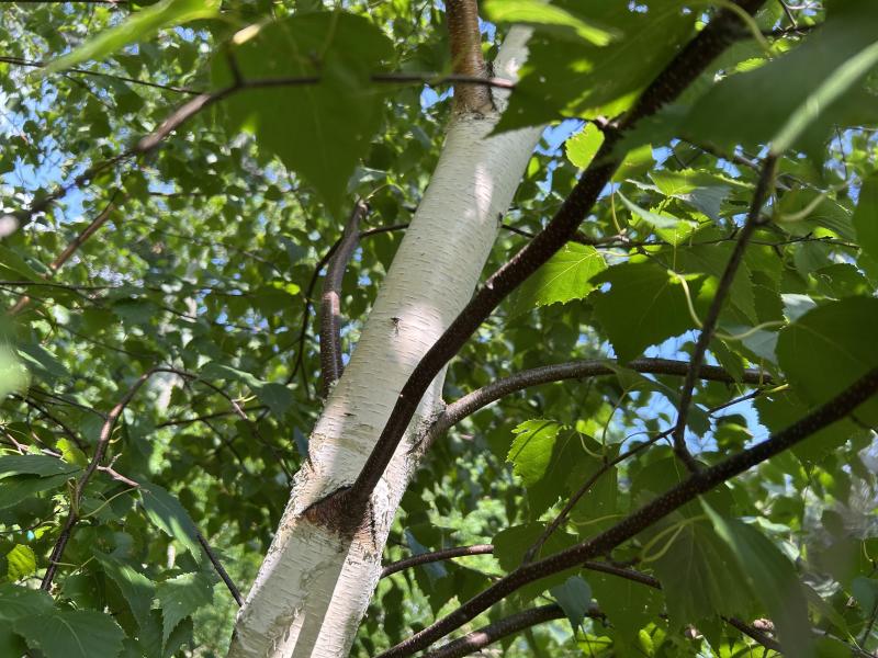 gray birch by Dan Tyska