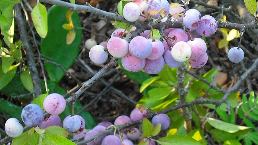 Beach Plum Plant Database   BeachPlums1 