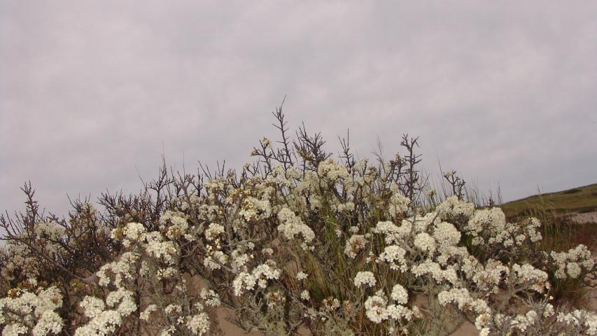 Beach Plum Plant Database   Beach Plum Shrubs Cape Cod MA 