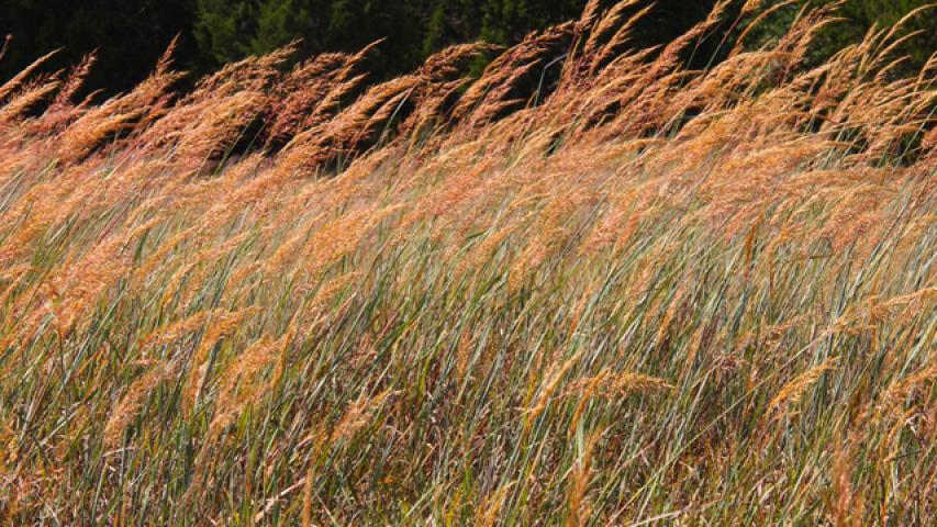 Indiangrass_Nan Hampton@wildflower