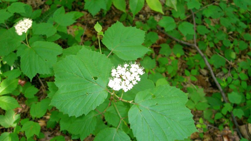 Maple Leaf Viburnum_ Thomas L.Muller@wildflower
