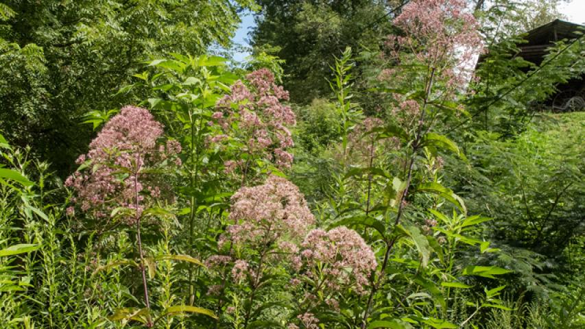 Photo courtesy John Doe, Lady Bird Johnson Wildflower Center