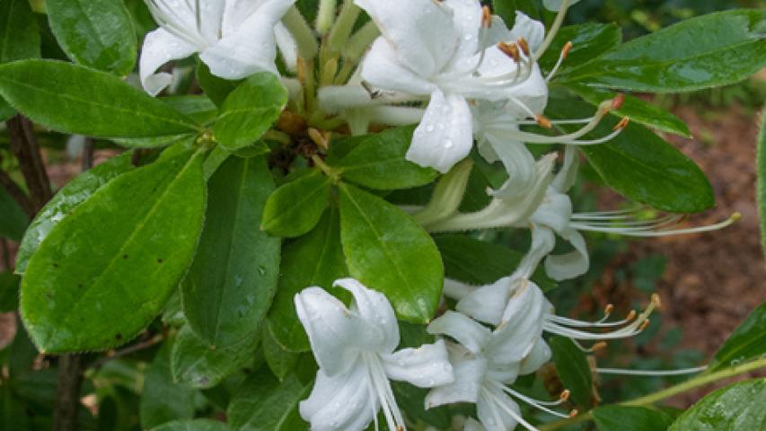 Swamp Azaela_Stephanie Brundage@wildflower.jpeg