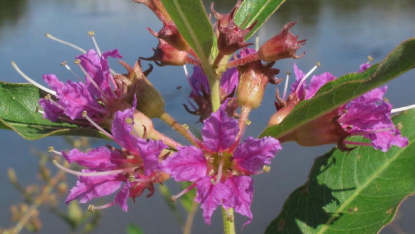 Swamp Loosestrife_A_C@wildflower.jpeg