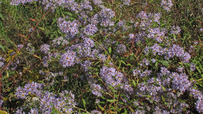 Photo courtesy Alan Cressler, Lady Bird Johnson Wildflower Center