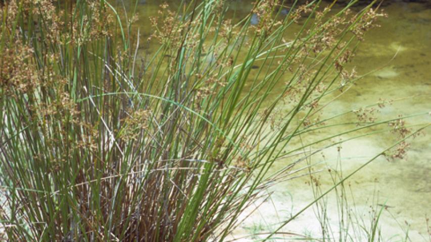Photo courtesy Sally and Andy Wasowski, Lady Bird Johnson Wildflower Center