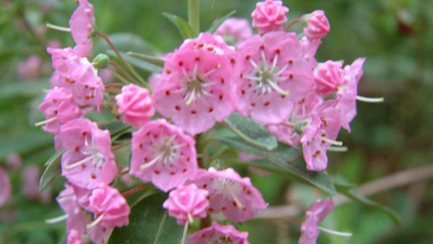 Photo courtesy Stefan Bloodworth Lady Bird Johnson Wildflower Center