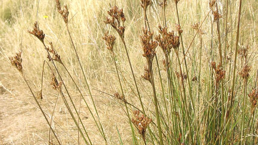 Photo courtesy Glen Mittelhauser @ https://gobotany.nativeplanttrust.org/species/kalmia/angustifolia/