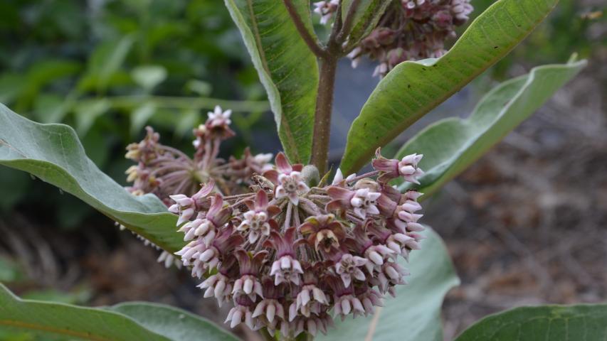 common milkweed