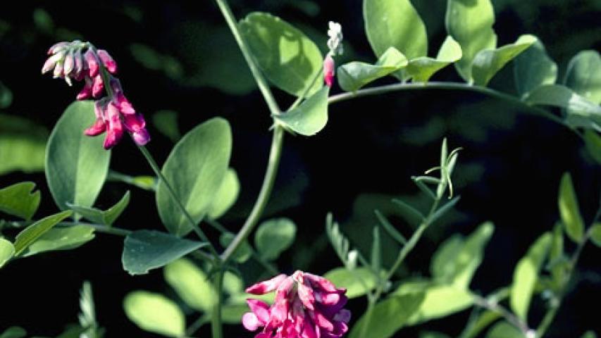 Photo courtesy W.D. and Dolphia Bransford, Lady Bird Johnson Wildflower Center