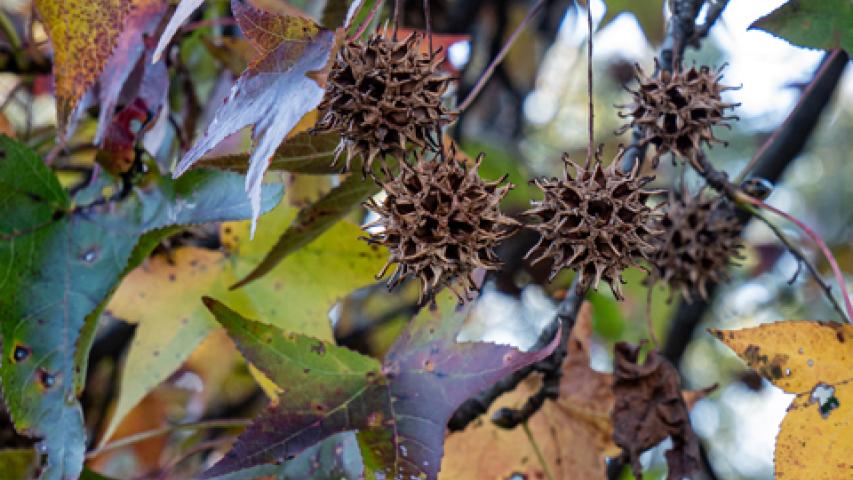 Sweetgum, Ladybird Johnson