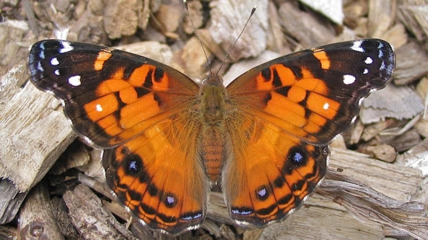 American Lady Butterfly