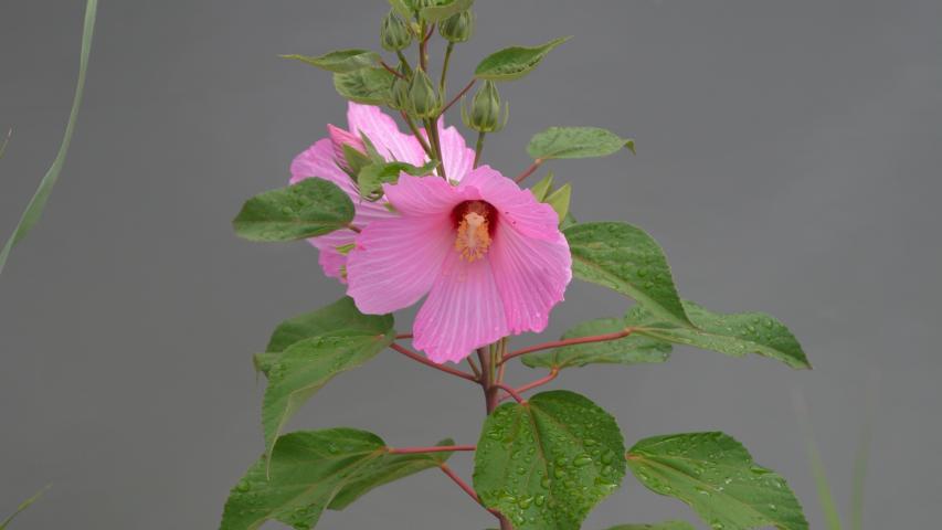 swamp hibiscus - pink
