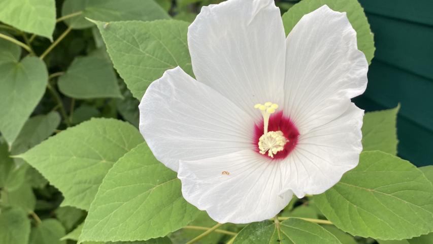 swamp hibiscus - white