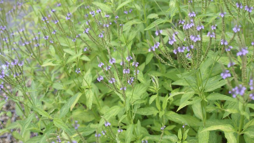 blue vervain