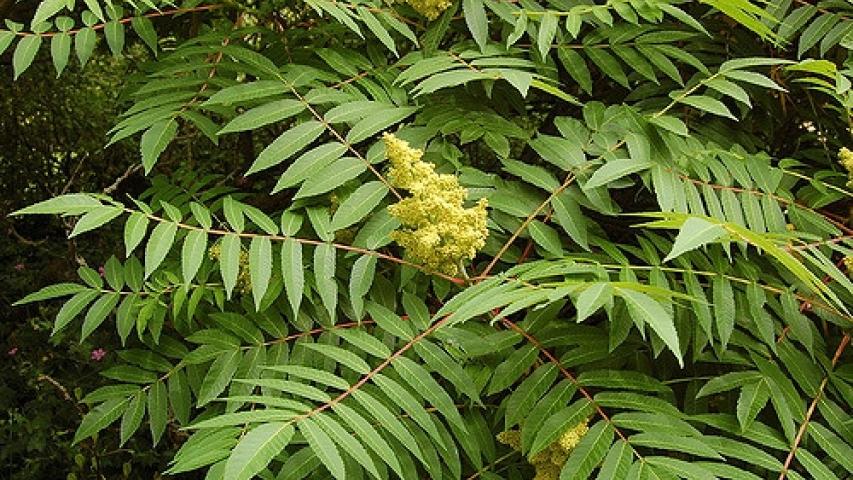 smooth sumac