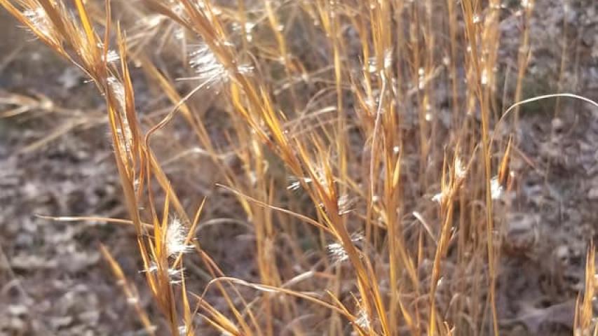 broomsedge
