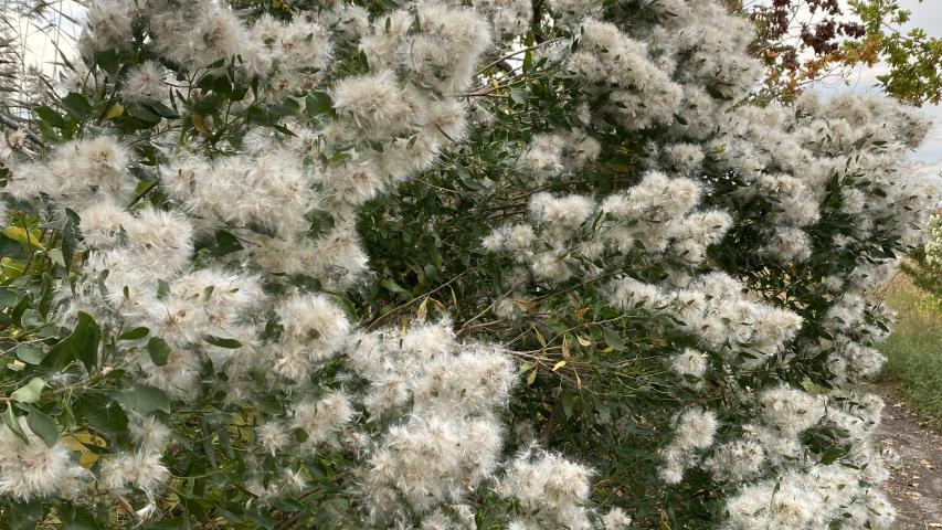 Groundsel bush