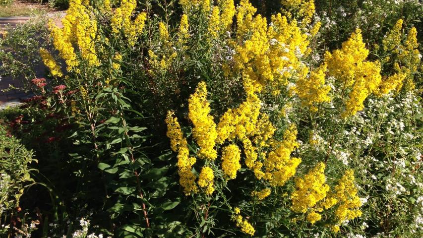 showy goldenrod
