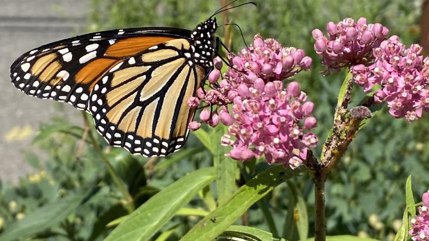 swamp milkweed