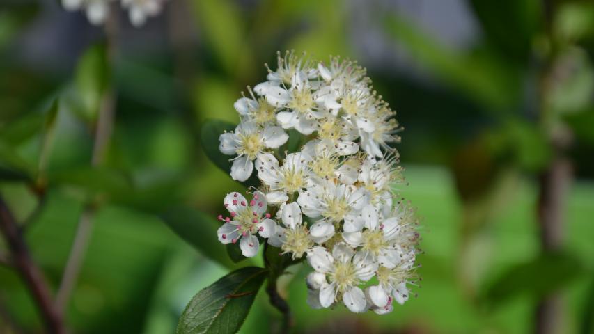 at nursery by maggie